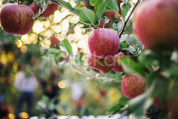 사람없음 JPG 근접촬영 아웃포커스 포토 과수원 과일 사과 사과나무 사과농장 야외 주간