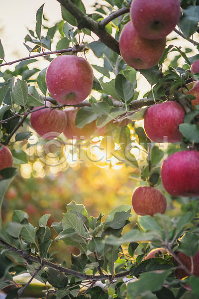 사람없음 JPG 포토 과수원 과일 빛 사과 사과나무 사과농장 야외 주간