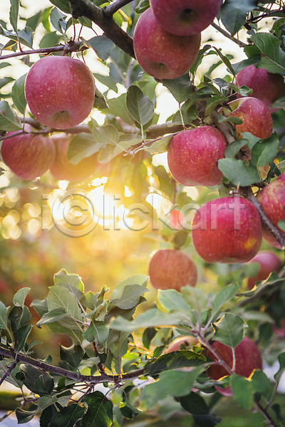 사람없음 JPG 포토 과수원 과일 빛 사과 사과나무 사과농장 야외 주간