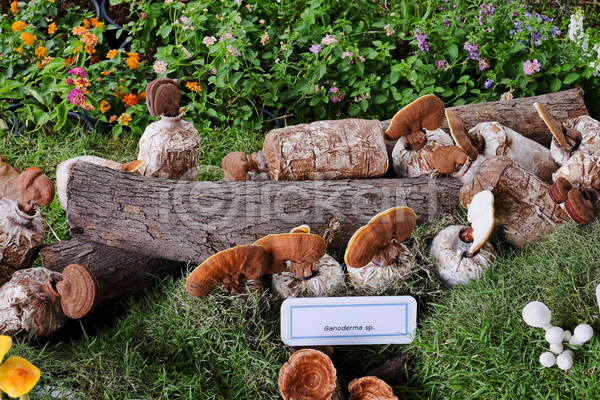 사람없음 JPG 근접촬영 포토 해외이미지 꽃 나무 버섯 숲속 야외 자연 잔디 주간 해외202004