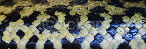 위험 유혹 사람없음 JPG 포토 해외이미지 균열 독약 동물 머리 뱀 야생동물 유행 육식동물 응시 저울 초록색 파충류 피부 해외202004 해외포토