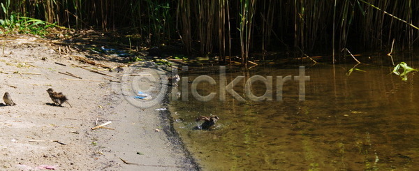 새로움 사람없음 JPG 포토 해외이미지 강 고립 공원 동물 물 바다 백그라운드 보라색 서기 서핑 습지 싱글 야생동물 야외 여름 영국 자연 장면 전국 조류 초록색 파란색 해외202004 해외포토 호수