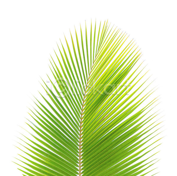 사람없음 JPG 포토 해외이미지 고립 나무 나뭇가지 백그라운드 손바닥 싱글 잎 초록색 코코넛 해외202004