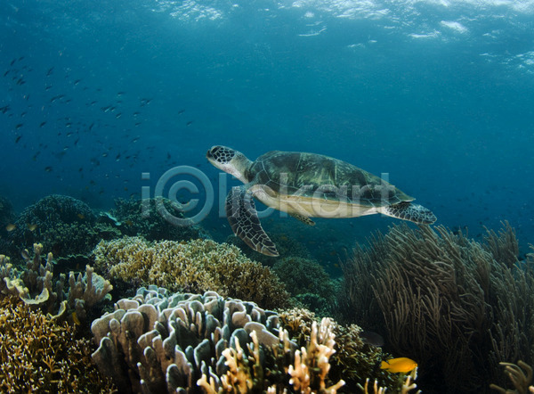 사람없음 JPG 포토 해외이미지 거북이 동물 물 물결 바다 산호 소금 소금물 수면 수영 수중 암초 야생동물 자연 태평양 파충류 한마리 해외202004