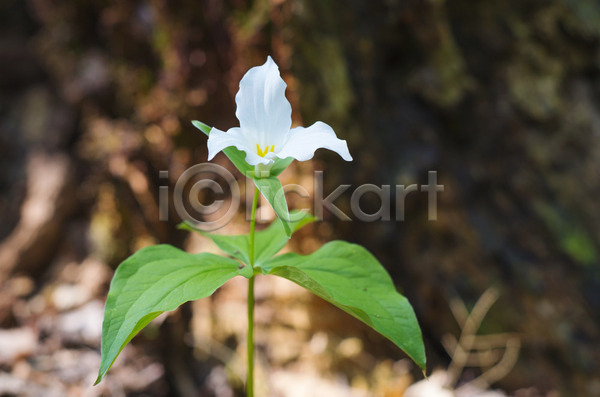 사람없음 JPG 포토 해외이미지 광 꽃 꽃잎 들꽃 식물 싱글 캐나다 해외202004 흰색