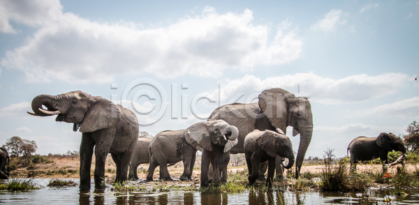 보호 사람없음 JPG 포토 해외이미지 공원 국립공원 남쪽 동물 멸종 백그라운드 사파리 상아 아프리카 야생동물 야외 여행 여행객 자연 코끼리 큼 포유류 해외202004 해외포토 환경 황무지 힘