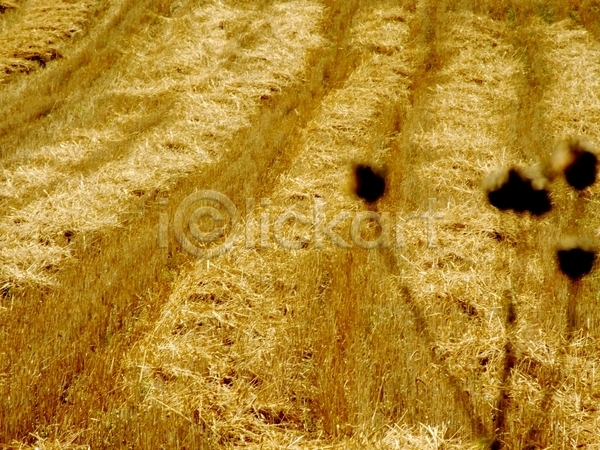 사람없음 JPG 포토 해외이미지 낟알 농경지 농장 밀 밭 수확 업무 자연 줄무늬 태양 해외202004 황금