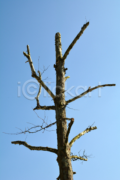 건조 사람없음 JPG 포토 해외이미지 겨울 나무 나뭇가지 돌봄 목재 세로 손질 식물 자르기 자연 파란색 하늘 해외202004
