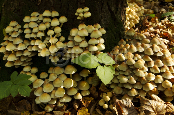 사람없음 JPG 포토 해외이미지 가을(계절) 곰팡이 그물버섯 나무 버섯 숲 여름(계절) 이끼 자연 해외202004