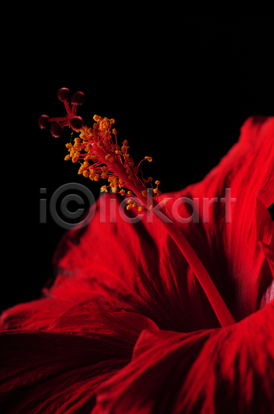 사람없음 JPG 포토 해외이미지 빨간색 스튜디오촬영 여름(계절) 자연 해외202004 히비스커스