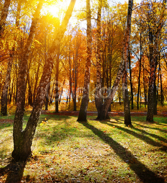 사람없음 JPG 포토 해외이미지 가을(계절) 가을풍경 공원 그림자 나무 숲 야외 자연 주간 해외202004 햇빛