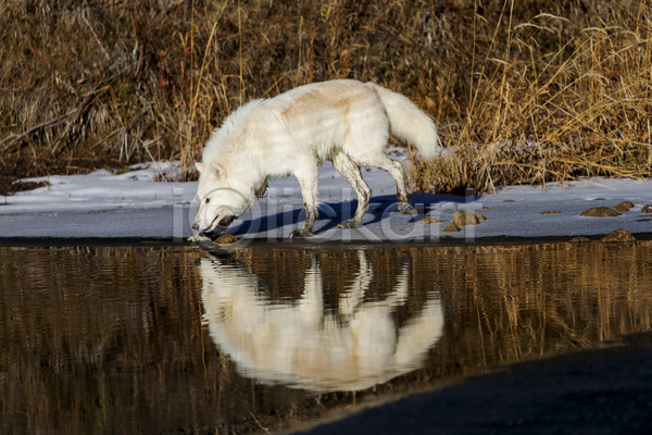 사람없음 JPG 포토 해외이미지 강 늑대 반사 서기 야생동물 야외 주간 한마리 해외202004