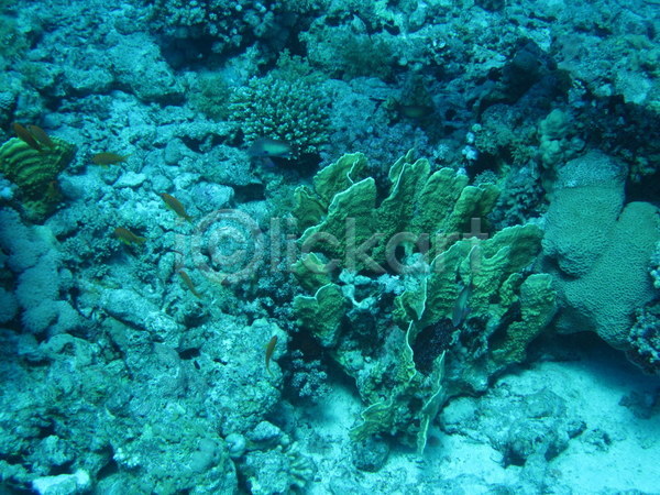 사람없음 JPG 포토 해외이미지 바다 산호 수중 야생동물 이집트 해외202004