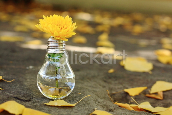 보호 상상 아이디어 사람없음 JPG 포토 해외이미지 가을(계절) 광 꽃 꽃무늬 꽃병 노란색 램프 물 발명 빛 손가락 야외 에너지 연료 유리 잎 자연 장비 전구 창조 컨셉 필라멘트 해외202004 환경 힘