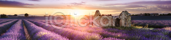 사람없음 JPG 포토 해외이미지 개화 그림 꽃 라벤더 맑음 밭 보라색 빛 선 시골 식물 아로마 아로마테라피 야외 여름 자주색 정사각형 제비꽃 컬러풀 파란색 풍경 프랑스 프랑스어 프로방스 해외202004 해외포토 향기 허브