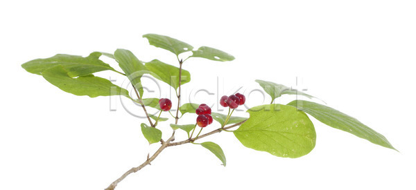 사람없음 JPG 포토 해외이미지 과일 꽃 나뭇가지 빨간색 식물 잎 해외202004 해외포토 흰배경 흰색