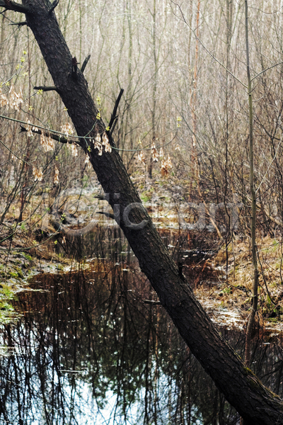 사람없음 JPG 포토 해외이미지 갈색 나무 날씨 대각선 목재 물 반사 봄 생태학 숲 자연 풍경(경치) 해외202004
