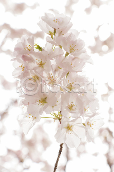 사람없음 JPG 포토 해외이미지 나뭇가지 맑음 벚꽃 봄 야외 주간 해외202004