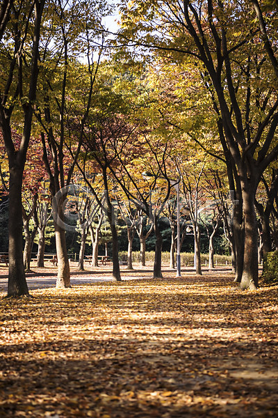 사람없음 JPG 포토 가로등 가을(계절) 경기도 공원 나무 낙엽 단풍 단풍나무 산책로 야외 인천 인천대공원 주간 풍경(경치)