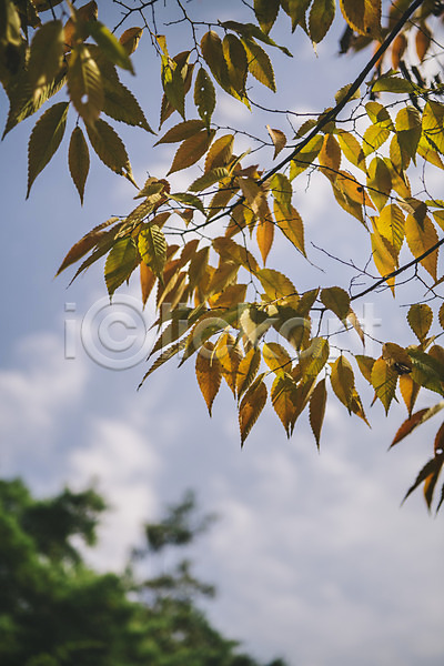 사람없음 JPG 아웃포커스 포토 경상북도 군자마을 나무 나뭇잎 안동 야외 주간 하늘 한국
