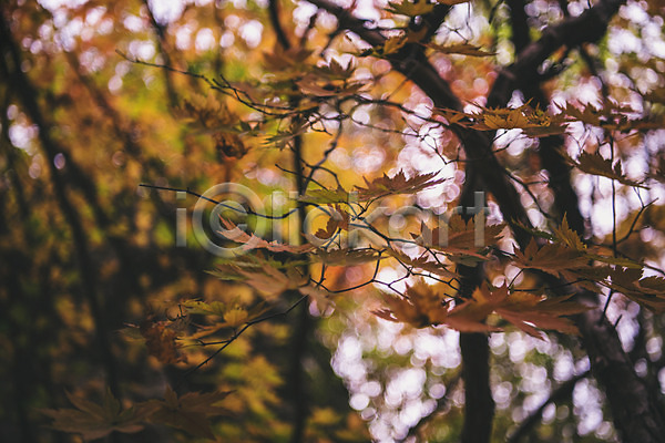 사람없음 JPG 포토 경상북도 나무 나뭇잎 단풍 봉화 야외 주간 청량산 한국