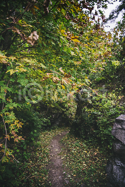 사람없음 JPG 아웃포커스 포토 경상북도 길 나무 나뭇잎 봉화 야외 주간 청량산 풍경(경치) 한국