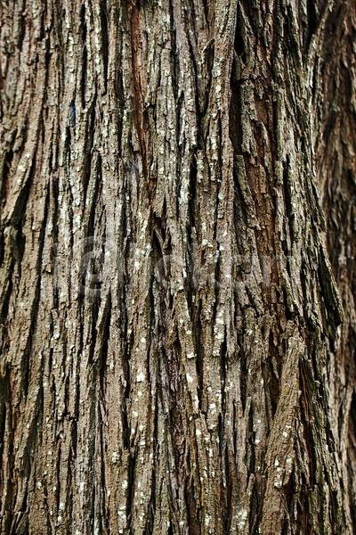 건조 사람없음 JPG 포토 해외이미지 갈색 거친 균열 나무 나무껍질 낙엽 날씨 내추럴 농업 목재 묘사 백그라운드 생물학 수목 숲 식물 안심 옛날 올리브 음식 자연 주름 질감 추상 패턴 표면 해외202004