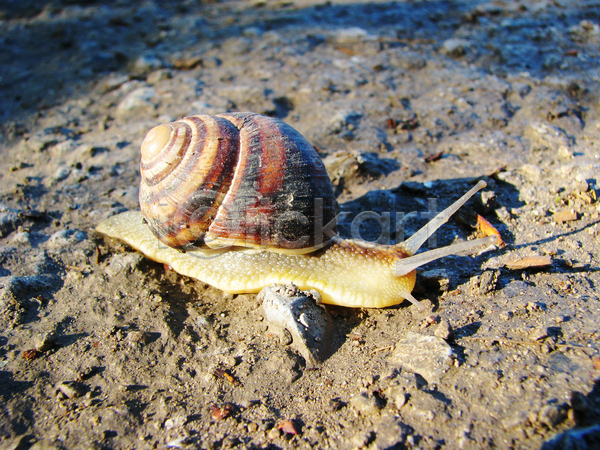 사람없음 JPG 포토 해외이미지 기어가기 달팽이(동물) 돌(바위) 땅 야외 주간 한마리 해외202004 흙