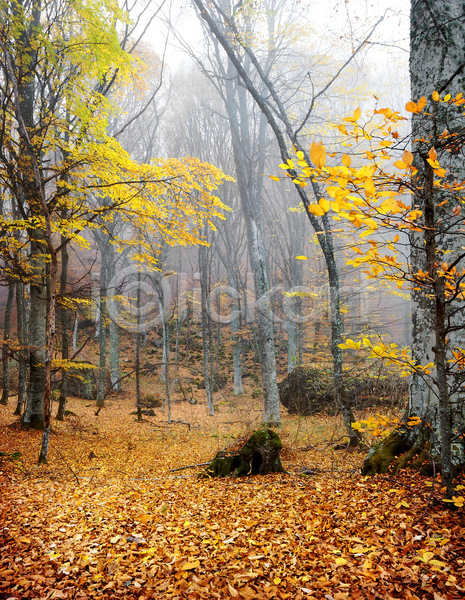 사람없음 JPG 포토 해외이미지 가을(계절) 가을풍경 나무 낙엽 단풍 숲 안개 야외 자연 주간 해외202004
