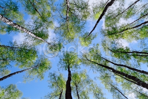 만족 순수 신선 즐거움 사람없음 JPG 포토 해외이미지 구름(자연) 나무 날씨 목재 백그라운드 봄 빛 숲 잎 자연 자작나무 초록색 태양 통나무 파란색 풍경(경치) 하늘 해외202004