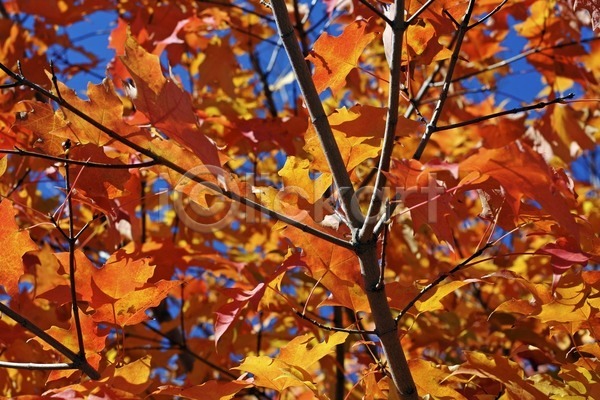 활발 사람없음 JPG 포토 해외이미지 10월 9월 가을(계절) 계절 공원 나무 나뭇가지 노란색 단풍 맑음 빨간색 숲 식물 야외 오렌지 잎 자연 컬러풀 해외202004 햇빛