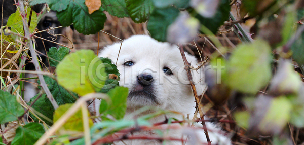 무서움 슬픔 사람없음 JPG 포토 해외이미지 가시 가을 강아지 개 동물 반려동물 버리기 응시 잎 자연 표현 해외202004 해외포토 혼자 흰색