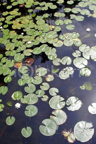 사람없음 JPG 포토 해외이미지 꽃 물 백합(꽃) 어둠 연못 자연 초록색 패드 해외202004 호수