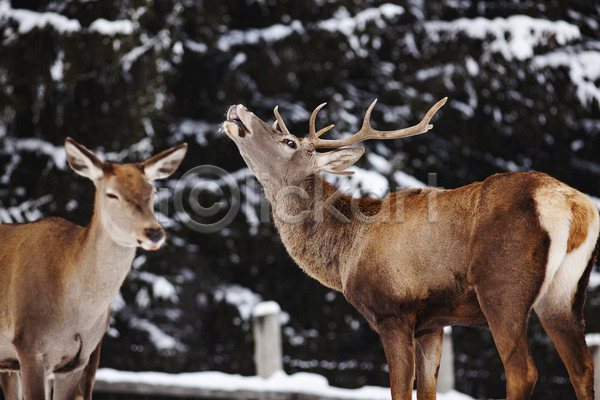 사람없음 JPG 포토 해외이미지 겨울 두마리 뿔 사슴 숲 야생동물 야외 주간 캐나다 해외202004