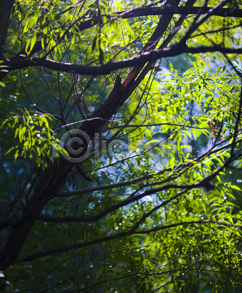 시원함 사람없음 JPG 포토 해외이미지 나뭇가지 내추럴 목재 북쪽 빛 숲 자연 초록색 해외202004