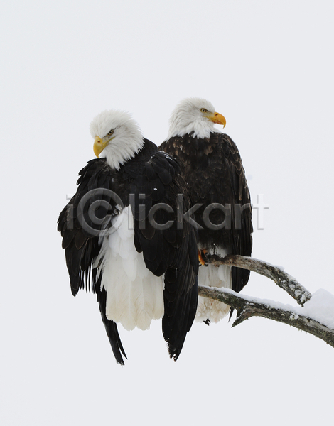 사람없음 JPG 포토 해외이미지 나무 독수리 쌍 야생동물 야외 주간 커플 해외202004 흰머리독수리