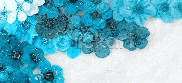 건조 사람없음 JPG 포토 해외이미지 계절 꽃 꽃무늬 꽃잎 내추럴 디자인 묘사 백그라운드 벚꽃 봄 식물 여름 유기농 자연 장식 정원 질감 추상 터키석 파란색 패턴 해외202004 해외포토 흰색