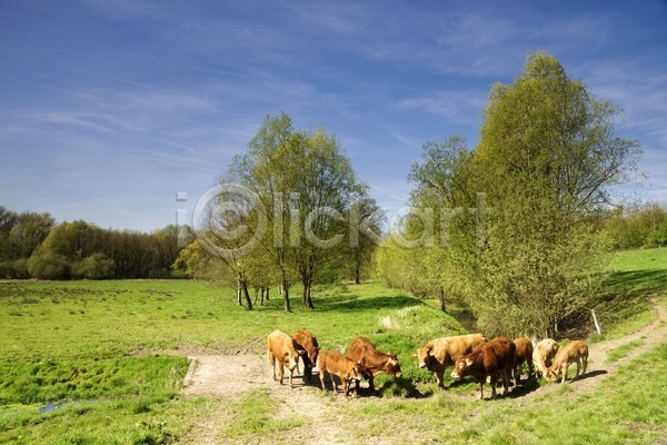 사람없음 JPG 포토 해외이미지 가축 계곡 나무 네덜란드 농업 봄 소 숲 시골 자연 초록색 해외202004