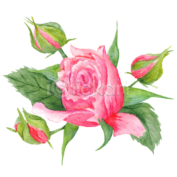 사람없음 EPS 일러스트 해외이미지 분홍색 수채화(물감) 엘리먼트 장미