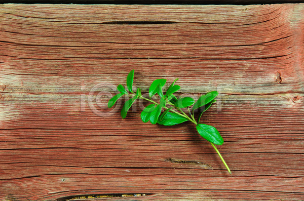 신선 사람없음 JPG 포토 해외이미지 나뭇가지 내추럴 닫기 디자인 백그라운드 숲 식물 오브젝트 잎 자연 장식 초록색 크랜베리 크리스마스 해외202004