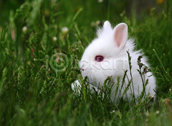 사람없음 JPG 포토 해외이미지 드워프 알비노 야외 잔디 주간 토끼 한마리 흰토끼