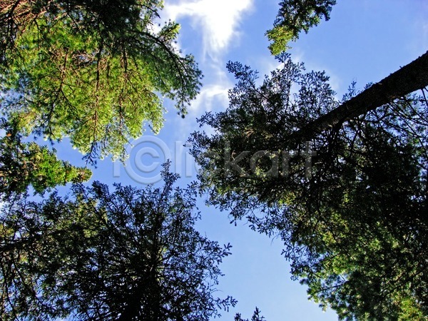 사람없음 JPG 포토 해외이미지 개화 구름(자연) 나무 나뭇가지 숲 식물 여름(계절) 잎 자연 초록색 파노라마 파란색 풍경(경치) 하늘 해외202004