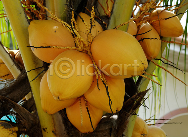 사람없음 JPG 포토 해외이미지 과일 노란색 다발 매달리기 손바닥 아시아 이국적 코코넛 해외202004