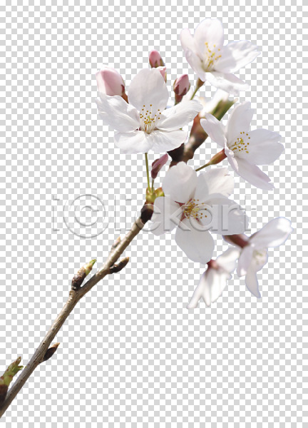 사람없음 PNG 편집이미지 꽃 나뭇가지 벚꽃 봄 봄꽃 여러송이 편집 편집소스 흰색