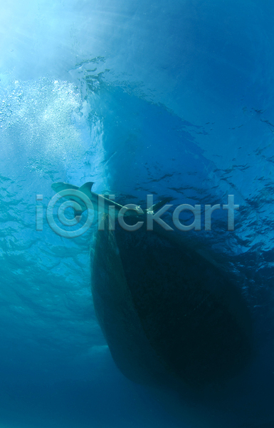 사람없음 JPG 포토 해외이미지 대서양 동물 레몬 물 바다 바하마 보트 상어 소금물 수중 야생동물 어류 육식동물 자연 파란색 해외202004 활