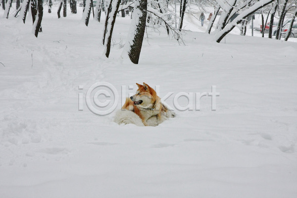 산책 사람없음 JPG 포토 해외이미지 강아지 겨울 눈(날씨) 눈덮임 눕기 반려견 아키타견 야외 주간 한마리 해외202004