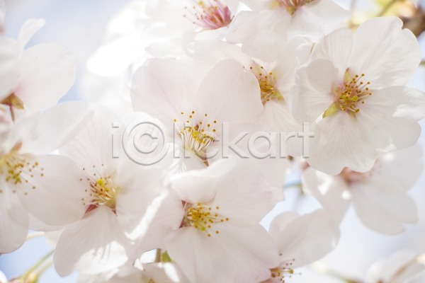 사람없음 JPG 근접촬영 포토 해외이미지 나뭇가지 벚꽃 봄 야외 주간 해외202004