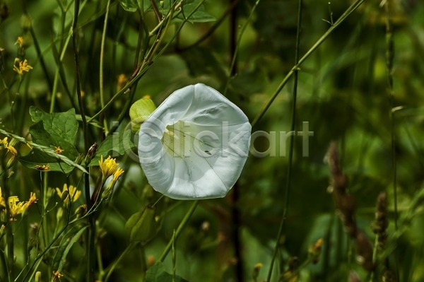 사람없음 JPG 포토 해외이미지 꽃 독말풀 야외 자연 해외202004 흰색