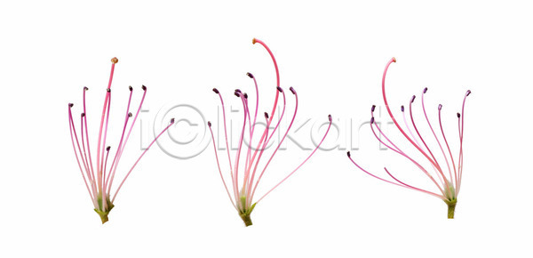 성장 신선 활발 사람없음 JPG 포토 해외이미지 개화 계절 고립 꽃 꽃가루 꽃무늬 꽃수술 꽃잎 나뭇가지 낙엽 내추럴 다발 묘사 벚꽃 보라색 봄 분홍색 빨간색 식물 야생동물 야외 엘리먼트 여름 잎 자연 장식 정원 줄기 진달래 초록색 추상 컬러풀 해외202004 해외포토 흰색