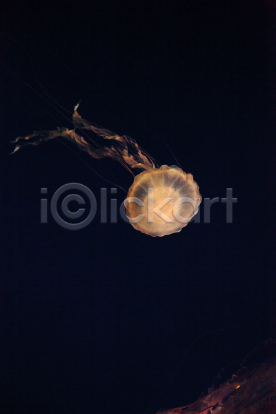 사람없음 JPG 포토 해외이미지 바닷속 수중동물 자포동물 한마리 해외202004 해파리